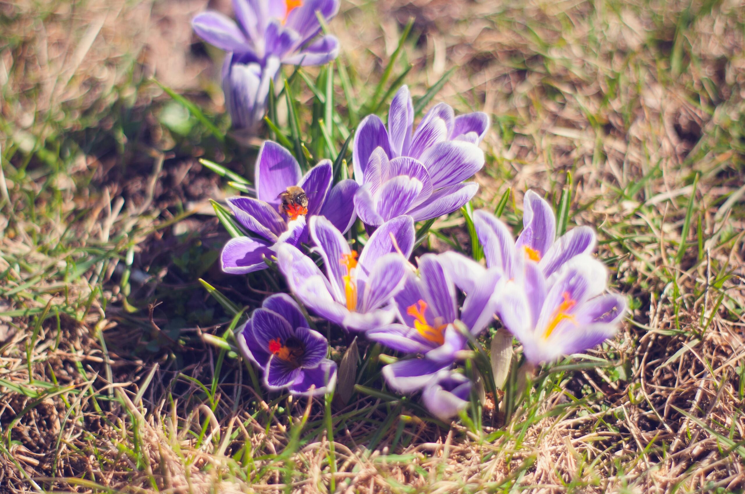 Close-up of purple crocuses in bloom with a bumblebee in a sunlit garden.